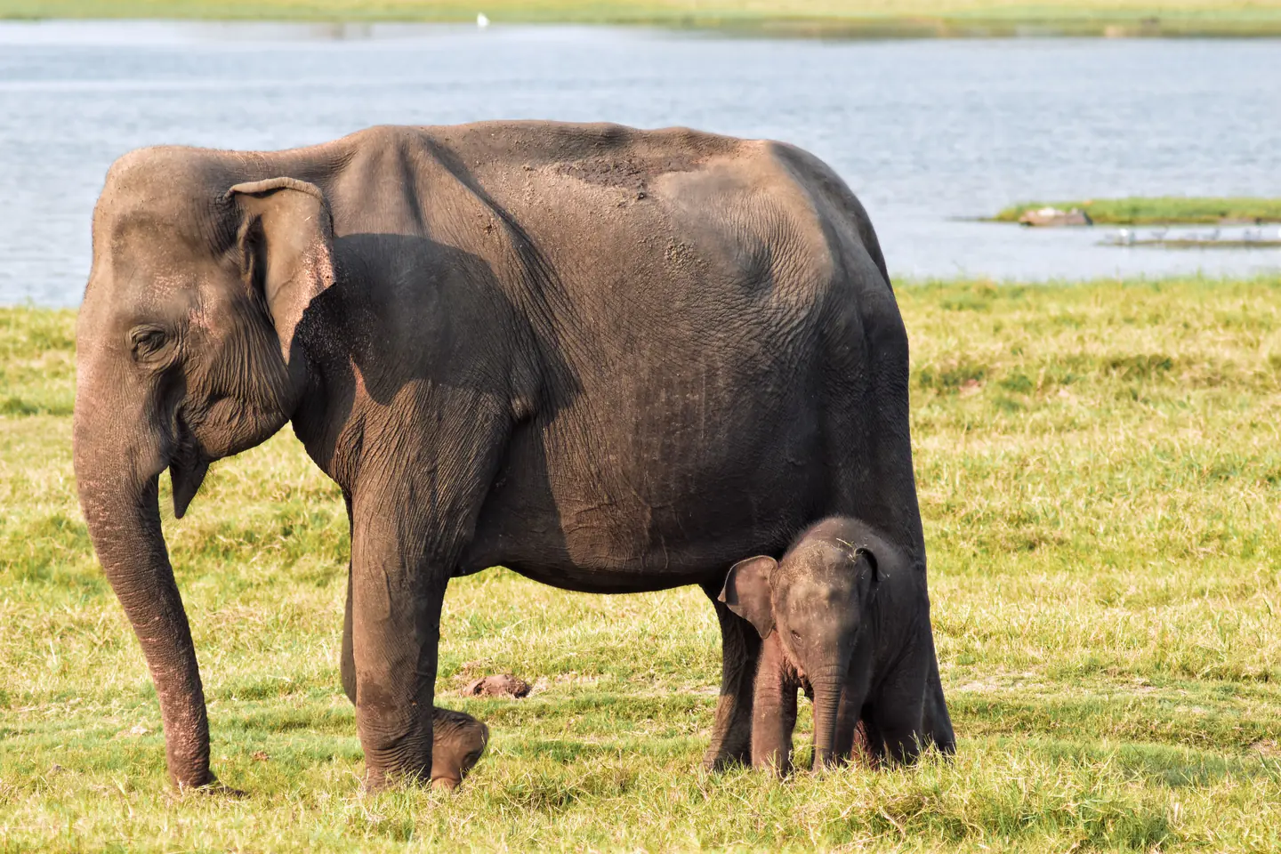 Elephant and calf beside the reservoir in Minneriya National Park, Sri Lanka